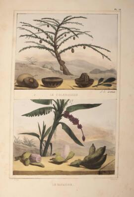 Litografia colorida, datada de 1834 e de autoria de Jean-Baptiste Debret, retratando duas plantas...