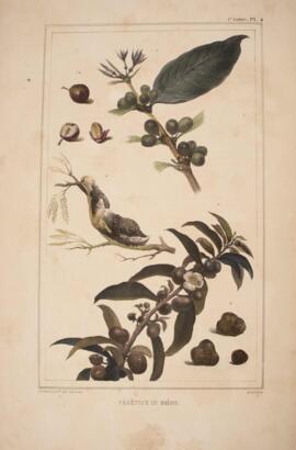 Litografia colorida, datada de 1834 e de autoria de Jean-Baptiste Debret, retratando quatro plant...