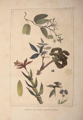 Litografia colorida, datada de 1834 e de autoria de Jean-Baptiste Debret, retratando quatro plant...