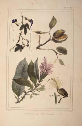 Litografia colorida, datada de 1834 e de autoria de Jean-Baptiste Debret, retratando quatro plant...