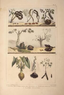 Litografia colorida, datada de 1834 e de autoria de Jean-Baptiste Debret, retratando nove plantas...