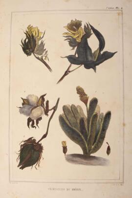 Litografia colorida, datada de 1834 e de autoria de Jean-Baptiste Debret, retratando cinco planta...