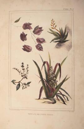 Litografia colorida, datada de 1834 e de autoria de Jean-Baptiste Debret, retratando quatro plant...