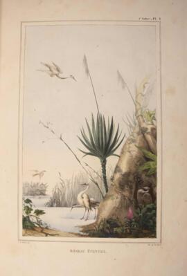 Litografia colorida, datada de 1834 e de autoria de Jean-Baptiste Debret, retratando uma paisagem...